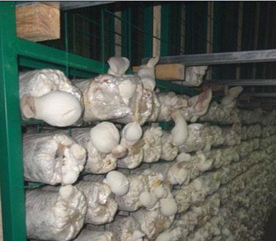蘑菇养殖网片